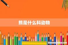 熊是什么科动物