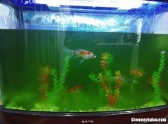 鱼缸加水多少合适图 鱼缸加水多少合适图片