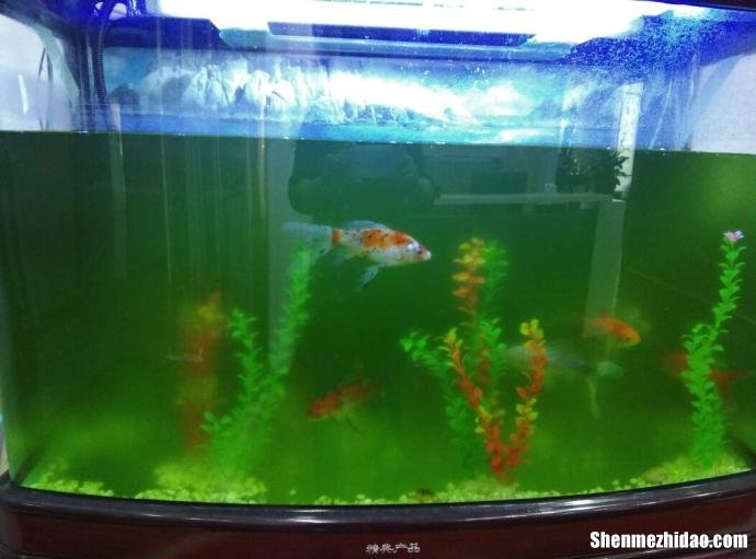 鱼缸加水多少合适图 鱼缸加水多少合适图片