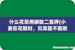 小麦在花期时，究竟能不能喷施磷酸二氢钾呢？为什么？ 什么花忌用磷酸二氢钾
