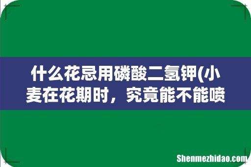 小麦在花期时,究竟能不能喷施磷酸二氢钾呢?为什么? 什么花忌用磷酸二氢钾