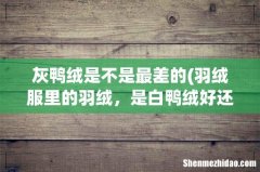 羽绒服里的羽绒，是白鸭绒好还是灰鸭绒好？灰鹅绒好不好？ 灰鸭绒是不是最差的