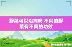 野菜可以治病吗 不同的野菜有不同的功效