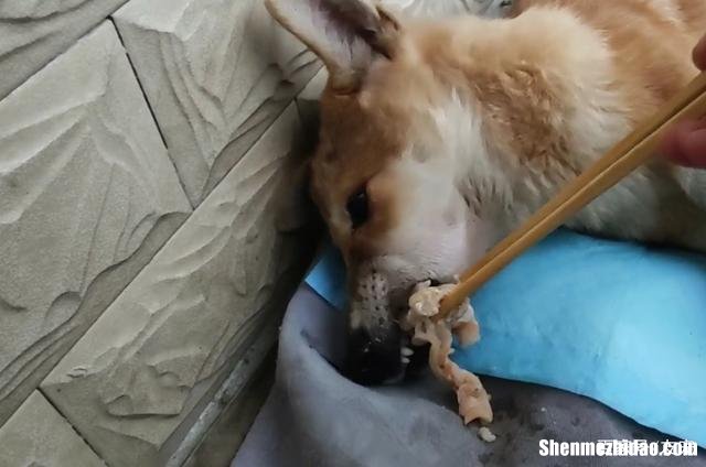 狗麻醉后多久能行动 狗狗麻药醒后多久可以喝水