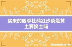 买来的四季杜鹃红沙茶是黄土要换土吗
