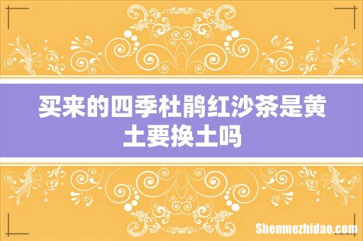 买来的四季杜鹃红沙茶是黄土要换土吗