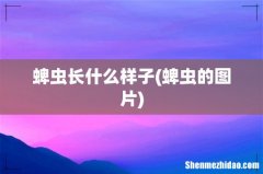 蜱虫的图片 蜱虫长什么样子
