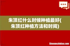 朱顶红种植方法和时间 朱顶红什么时候种植最好
