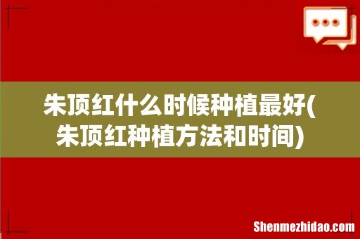 朱顶红种植方法和时间 朱顶红什么时候种植最好