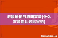 什么声音能让老鼠害怕 老鼠最怕的猫叫声音