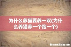 为什么养猫养一个跑一个 为什么养猫要养一双