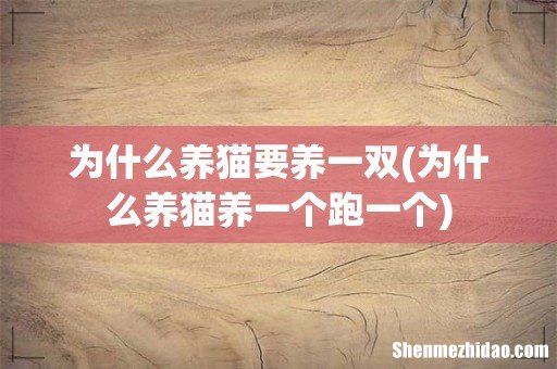 为什么养猫养一个跑一个 为什么养猫要养一双