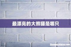 最漂亮的大熊猫是哪只