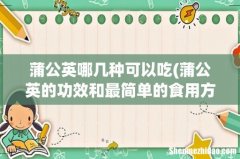 蒲公英的功效和最简单的食用方法，一学就会，简单又美味！ 蒲公英哪几种可以吃