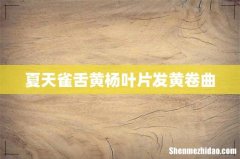 夏天雀舌黄杨叶片发黄卷曲