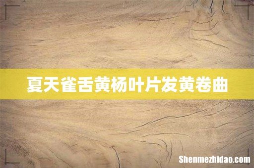夏天雀舌黄杨叶片发黄卷曲
