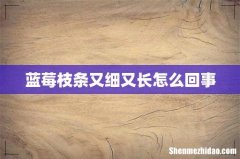 蓝莓枝条又细又长怎么回事