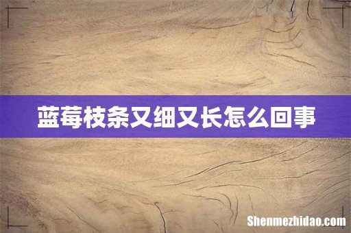 蓝莓枝条又细又长怎么回事