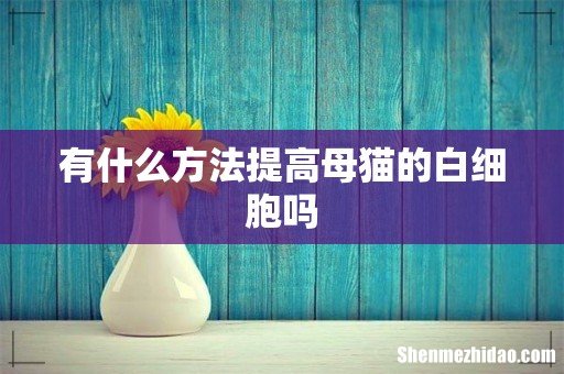 有什么方法提高母猫的白细胞吗