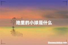 地里的小球是什么