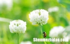 王梓鉴名字打多少分 王梓名字的含义是什么