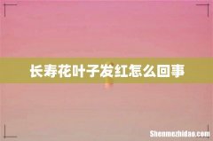 长寿花叶子发红怎么回事