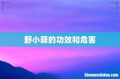 野小蒜的功效和危害