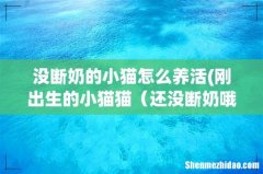 刚出生的小猫猫要怎么喂养啊？ 还没断奶哦 没断奶的小猫怎么养活