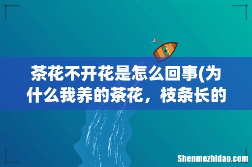 为什么我养的茶花,枝条长的细长不开花? 茶花不开花是怎么回事