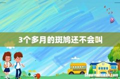 3个多月的斑鸠还不会叫