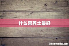 什么营养土最好