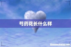 芍药花长什么样