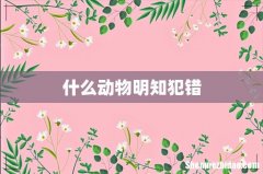 什么动物明知犯错