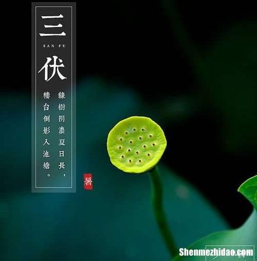 三伏分别多少天 三伏一般共多少天