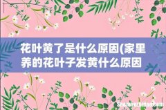 家里养的花叶子发黄什么原因 家里养的花叶子为什么发黄 花叶黄了是什么原因