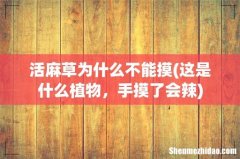 这是什么植物，手摸了会辣 活麻草为什么不能摸