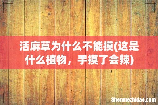 这是什么植物,手摸了会辣 活麻草为什么不能摸