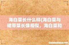 海白菜与裙带菜长像相似，海白菜和裙带菜的区别都有什么？ 海白菜长什么样