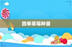 四季草莓种苗