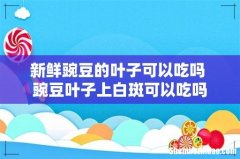 新鲜豌豆的叶子可以吃吗 豌豆叶子上白斑可以吃吗