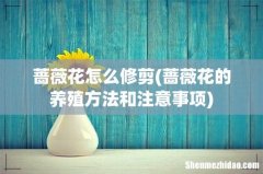 蔷薇花的养殖方法和注意事项 蔷薇花怎么修剪