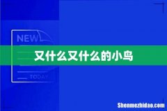又什么又什么的小鸟