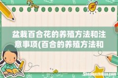 百合的养殖方法和注意事项 盆栽 盆栽百合花的养殖方法和注意事项