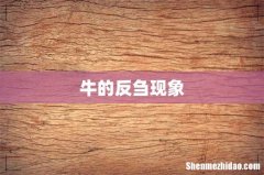 牛的反刍现象