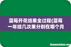 蓝莓一年结几次果分别在哪个月 蓝莓开花结果全过程