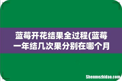 蓝莓一年结几次果分别在哪个月 蓝莓开花结果全过程