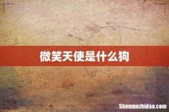微笑天使是什么狗