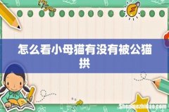 怎么看小母猫有没有被公猫拱