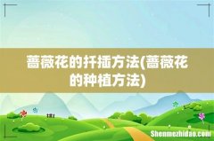 蔷薇花的种植方法 蔷薇花的扦插方法