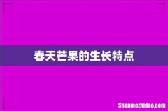 春天芒果的生长特点